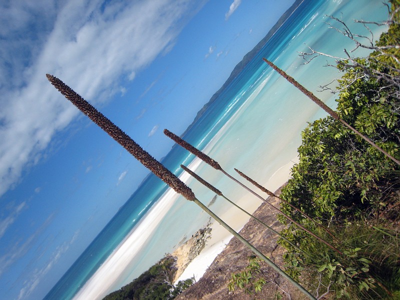 2009-11-06 22-03-43_4.jpg - die Whitsundays mit der "MANTARAY"!!! (Die Crew war freundlich, man hatte Zeit alles zu genießen, fuhr zu den allerbesten Plätzen, nur leider war ich nicht dabei, ich hab einen "Männertag" mit Julian gemacht...)